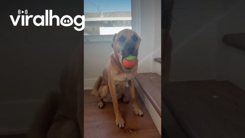 Double Tennis Balls! || ViralHog