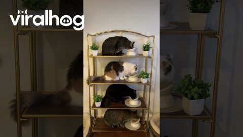 Four Cats Eat On Separate Stacked Shelves || ViralHog