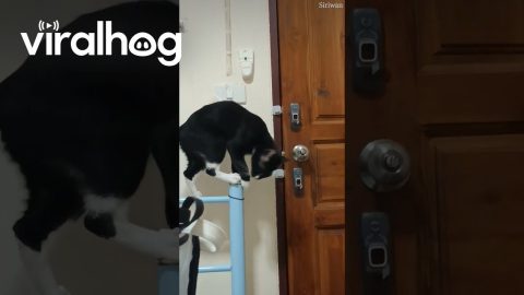 Cunning Cat Is The Reason For Door Locks || ViralHog