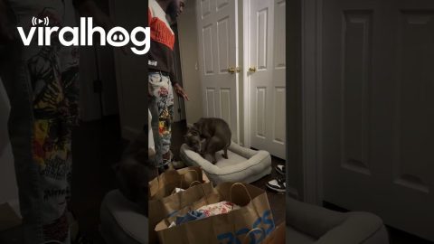 Dog Loves His New Bed || ViralHog