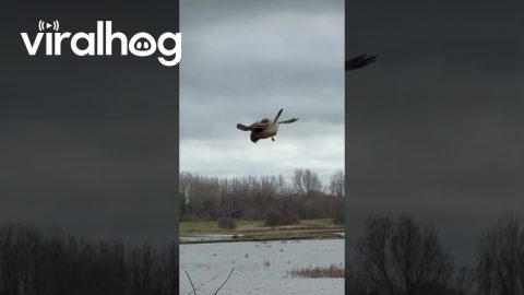 Kestrel Hovers Skillfully in Strong Wind || ViralHog