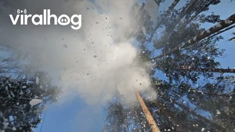 Making Snow Fall in the Forest || ViralHog