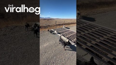 Puppies Learn To Cross Cattle Guard || ViralHog