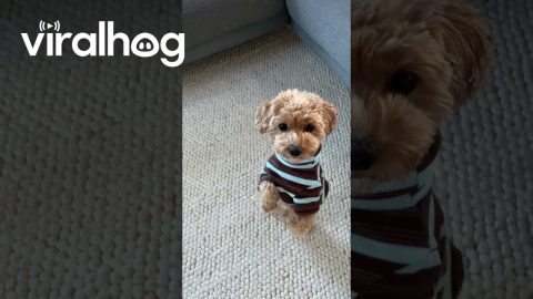 Cute Puppy Shows Off His Tricks || ViralHog