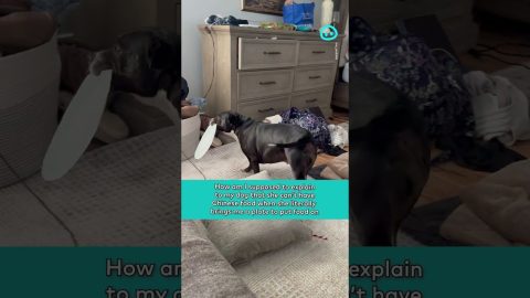 Wiggly Puppy Brings A Plate To Share Chinese Food || ViralHog Shorts