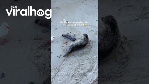 Harbor Seal Giving Birth at Sunset || ViralHog
