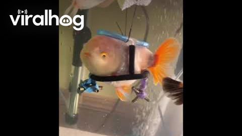 Disabled Fish Gets a Second Chance || ViralHog