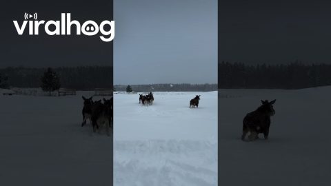 Moose Calves Follow Their Human Leader || ViralHog