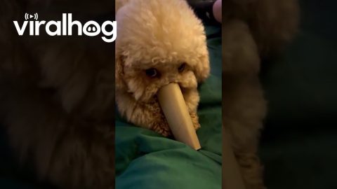Poodle With a Cardboard Roll Nose || ViralHog