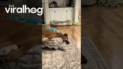 Dreaming Dog Inhales For Loud Snores || ViralHog