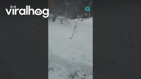 Squirrel Pops Up From Snow || ViralHog Shorts
