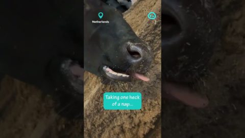 Deeply Sleeping Cow || ViralHog Shorts