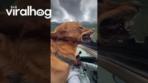 Golden Retriever Enjoys the View From the Sunroom || ViralHog