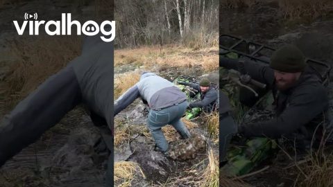 Quad Gets Stuck in Muddy Swamp || ViralHog