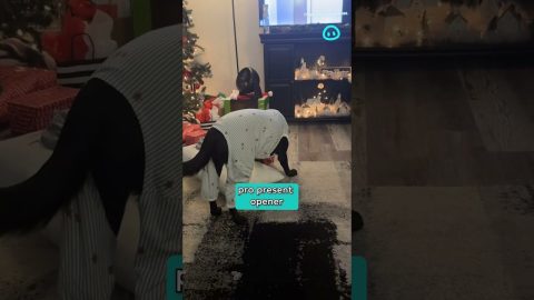 Dog Opens Christmas Present || ViralHog Shorts