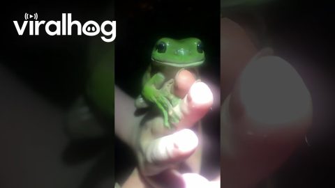 Campers Fawn Over Giant Tree Frog || ViralHog