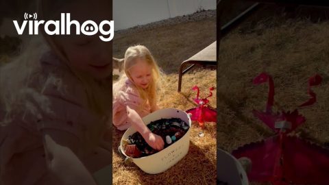 Daughter Flies RC Bird Into Mom's Face || ViralHog