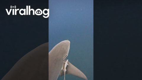 Tiny Pilot Fish Braves Swim In Front Of Bull Shark || ViralHog