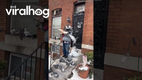 Pigeons Flock to Baltimore Birdman || ViralHog