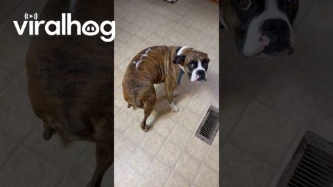 Hungry Boxer Dog Wiggles Booty || ViralHog