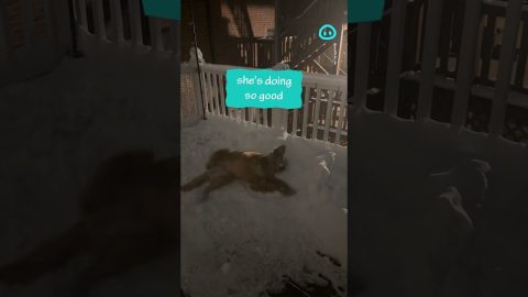 Golden Retriever Making Snow Angels || ViralHog Shorts