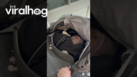 Nordic Napping Safely Under Snow Blanket || ViralHog