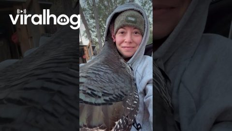 Cold Turkey Huddles In Owner's Hood || ViralHog