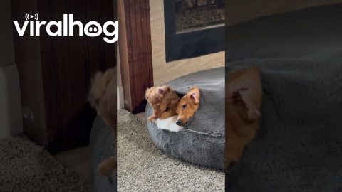 Dachshunds Cozy in Their Custom Made Bed || ViralHog