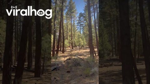 Hiker Discovers Mysterious Structure Deep in the Woods || ViralHog