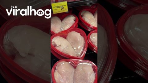 Chicken Breast in Valentine’s Day Heart Containers || ViralHog