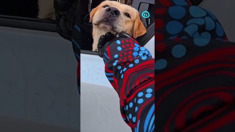 Motorcycle Rider Stops to Pet Dog || ViralHog Shorts
