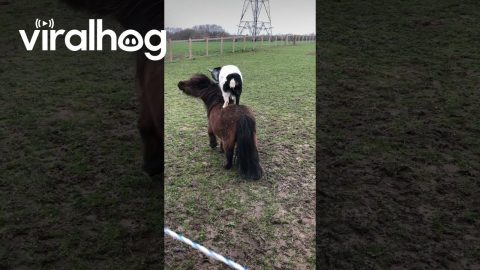 Cheeky Goat Rides Pony Friend Before Headbutting Sibling || ViralHog