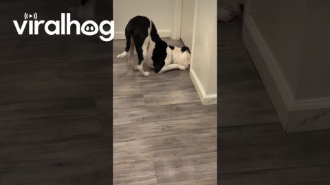 Nosey Pitbull Peeks Under Door || ViralHog