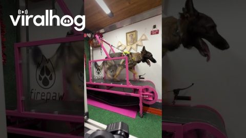 Dog Hits 17 MPH on Self-Propelled Slat Mill in High-Speed Sprint || ViralHog