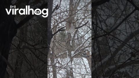 Tiny Saw Whet Owl in a Tree || ViralHog
