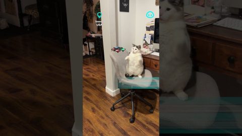 Cat Baps Drone Down || ViralHog Shorts