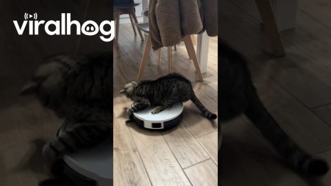 Cat Likes Riding on the Vacuum || ViralHog