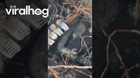 Getting To The Root Of The Problem || ViralHog