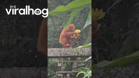 Young Orangutan's Banana Bonanza || ViralHog