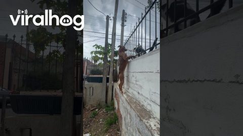 Dog Scales Wall To Say Hello To Cat Friend || ViralHog