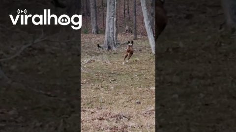 Boxer Hops Around Like a Deer || ViralHog