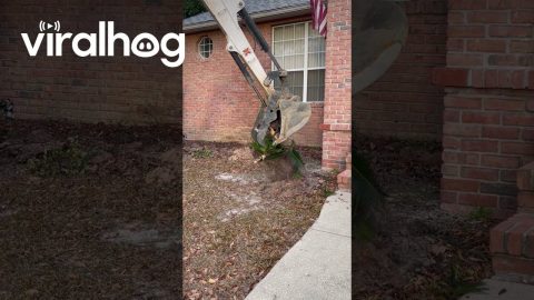 Excavator Getting To The Roots Of A Sago Palm || ViralHog