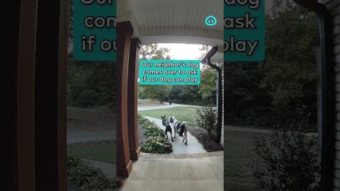 Neighbor's Dog Asks If His Friend Can Play || ViralHog Shorts