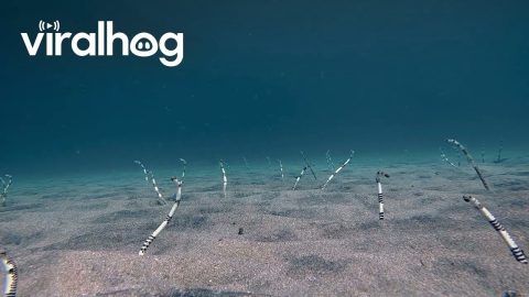 Zebra Garden Eels on Sandy Seafloor || ViralHog
