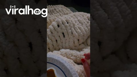 Spoiled Dog Eats French Fries Under Blanket || ViralHog