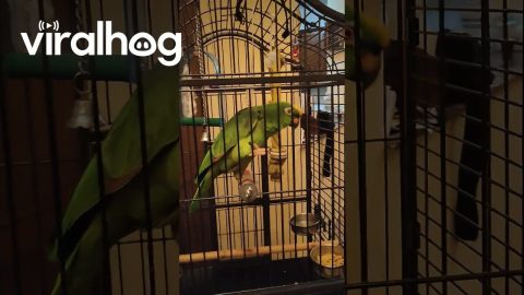 Cute Yellow-Crowned Amazon Parrot Singing || ViralHog