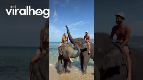Elephant Teases Traveler With Big Kiss || ViralHog