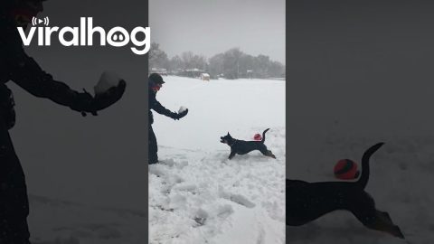Acrobatic Dog Jumps For Snowball || ViralHog