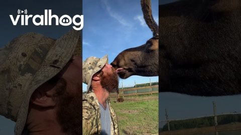 Tender Moose Kisses || ViralHog