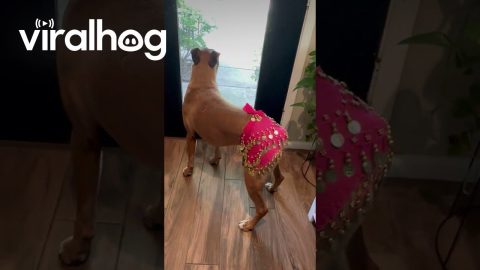 Belly Dancing Boxer Welcomes Her Dad Home || ViralHog